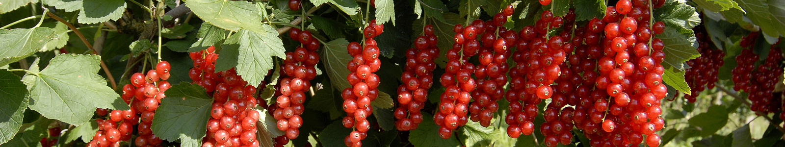 Reife Johannisbeeren am Busch ©Feuerbach